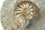 Fossil Ammonites (Discoscaphites & Jeletzkytes) - South Dakota #189341-2